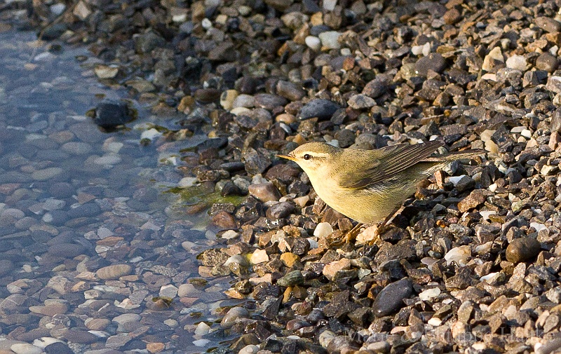 Pouillot veloce 3194.jpg - Pouillot véloce - Common Chiffchaff - Phylloscopus Collybita (Ermitage, Genève, Suisse)